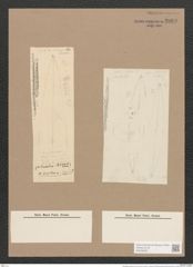 Pleurosigma directum Grun. (de-Toni-Nr.: Genus 13, Species 1029) Zeichnungen Sammlung Grunow Nr. 2089 (NHMW-BOT-W0368958)